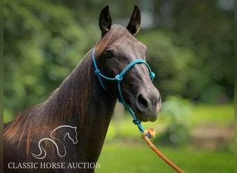 Kentucky Mountain Saddle Horse, Klacz, 10 lat, 152 cm, Kara