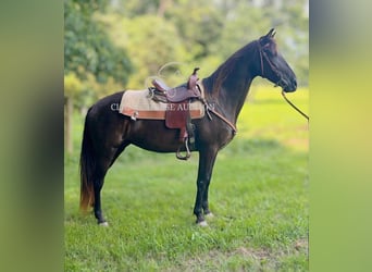 Kentucky Mountain Saddle Horse, Klacz, 10 lat, 152 cm, Kara