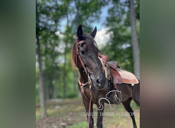 Kentucky Mountain Saddle Horse, Klacz, 10 lat, 152 cm, Kara