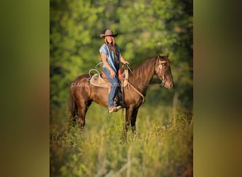 Kentucky Mountain Saddle Horse, Klacz, 10 lat, 152 cm, Kara