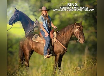Kentucky Mountain Saddle Horse, Klacz, 10 lat, 152 cm, Kara