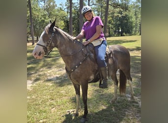 Kentucky Mountain Saddle Horse, Klacz, 11 lat, 152 cm, Karodereszowata