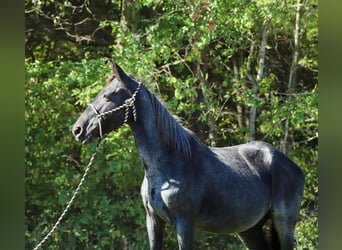 Kentucky Mountain Saddle Horse, Klacz, 12 lat, 147 cm, Karodereszowata
