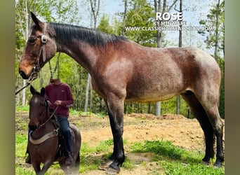 Kentucky Mountain Saddle Horse, Klacz, 14 lat, 142 cm, Gniada