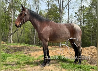 Kentucky Mountain Saddle Horse, Klacz, 14 lat, 142 cm, Gniada