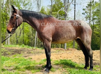 Kentucky Mountain Saddle Horse, Klacz, 14 lat, 142 cm, Gniada