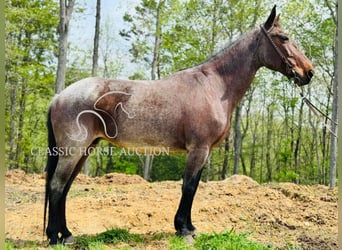 Kentucky Mountain Saddle Horse, Klacz, 14 lat, 142 cm, Gniada