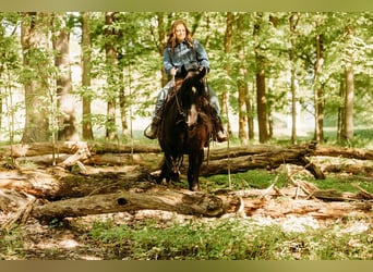 Kentucky Mountain Saddle Horse, Klacz, 14 lat, 157 cm, Kara