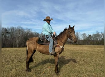 Kentucky Mountain Saddle Horse, Klacz, 4 lat, 152 cm, Gniada