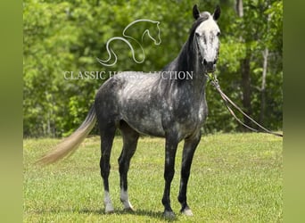 Kentucky Mountain Saddle Horse, Klacz, 4 lat, 152 cm, Siwa