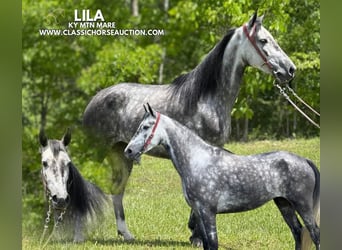 Kentucky Mountain Saddle Horse, Klacz, 4 lat, 152 cm, Siwa
