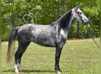 Kentucky Mountain Saddle Horse, Klacz, 4 lat, 152 cm, Siwa