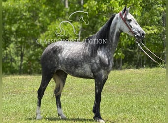 Kentucky Mountain Saddle Horse, Klacz, 4 lat, 152 cm, Siwa