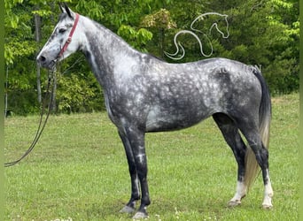 Kentucky Mountain Saddle Horse, Klacz, 4 lat, 152 cm, Siwa