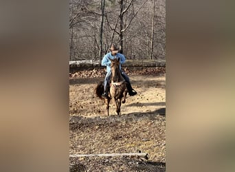 Kentucky Mountain Saddle Horse, Klacz, 4 lat, 152 cm, Szampańska