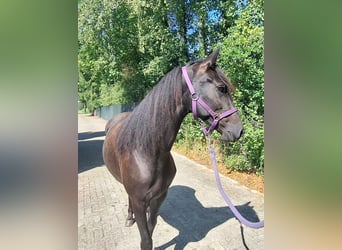 Kentucky Mountain Saddle Horse, Klacz, 4 lat, 153 cm, Kara