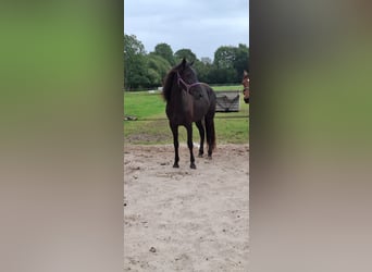 Kentucky Mountain Saddle Horse, Klacz, 5 lat, 155 cm, Kara