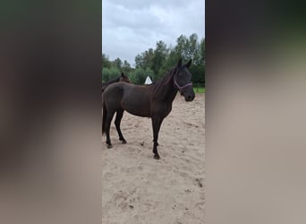 Kentucky Mountain Saddle Horse, Klacz, 5 lat, 155 cm, Kara