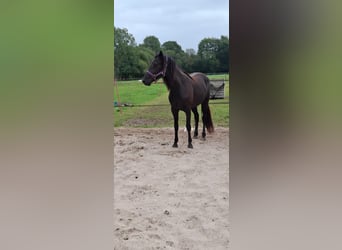 Kentucky Mountain Saddle Horse, Klacz, 5 lat, 155 cm, Kara