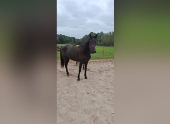 Kentucky Mountain Saddle Horse, Klacz, 5 lat, 155 cm, Kara