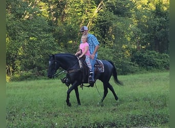 Kentucky Mountain Saddle Horse, Klacz, 7 lat, 150 cm, Siwa