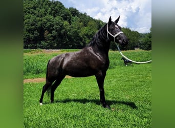 Kentucky Mountain Saddle Horse, Klacz, 8 lat, 150 cm, Siwa