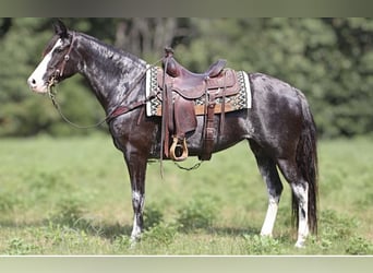 Kentucky Mountain Saddle Horse, Klacz, 8 lat, 152 cm, Srokata