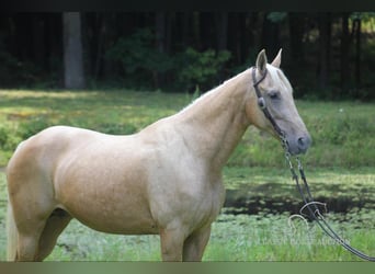 Kentucky Mountain Saddle Horse, Mare, 14 years, 15 hh, Palomino