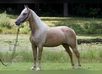 Kentucky Mountain Saddle Horse, Mare, 14 years, 15 hh, Palomino