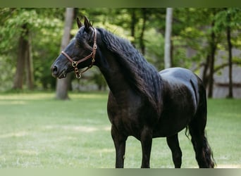 Kentucky Mountain Saddle Horse, Mare, 14 years, 15,2 hh, Black