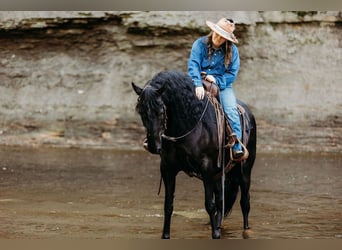 Kentucky Mountain Saddle Horse, Mare, 14 years, 15,2 hh, Black