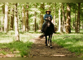 Kentucky Mountain Saddle Horse, Mare, 14 years, 15,2 hh, Black