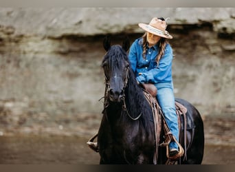 Kentucky Mountain Saddle Horse, Mare, 14 years, 15,2 hh, Black