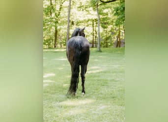Kentucky Mountain Saddle Horse, Mare, 14 years, 15,2 hh, Black