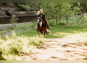 Kentucky Mountain Saddle Horse, Mare, 14 years, 15,2 hh, Black