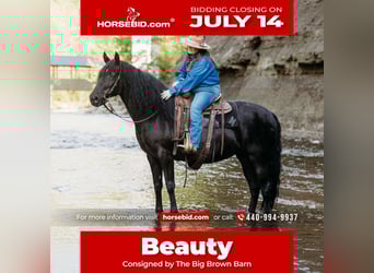 Kentucky Mountain Saddle Horse, Mare, 14 years, 15,2 hh, Black