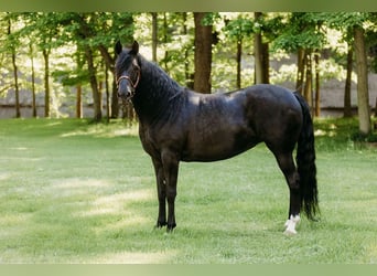 Kentucky Mountain Saddle Horse, Mare, 14 years, 15,2 hh, Black