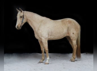 Kentucky Mountain Saddle Horse, Mare, 14 years, Palomino