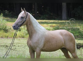 Kentucky Mountain Saddle Horse, Mare, 15 years, 15 hh, Palomino