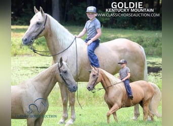 Kentucky Mountain Saddle Horse, Mare, 15 years, 15 hh, Palomino