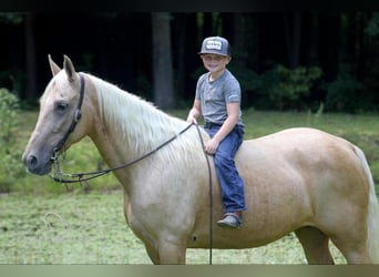 Kentucky Mountain Saddle Horse, Mare, 15 years, 15 hh, Palomino