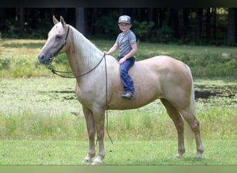 Kentucky Mountain Saddle Horse, Mare, 15 years, 15 hh, Palomino