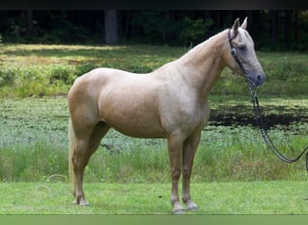 Kentucky Mountain Saddle Horse, Mare, 15 years, 15 hh, Palomino