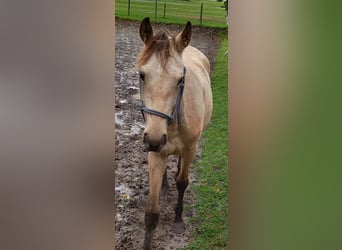 Kentucky Mountain Saddle Horse, Mare, 2 years, 15.1 hh, Buckskin
