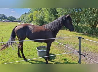 Kentucky Mountain Saddle Horse, Stute, 4 Jahre, 15 hh, Rappe