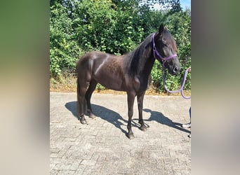 Kentucky Mountain Saddle Horse, Mare, 4 years, 15 hh, Black