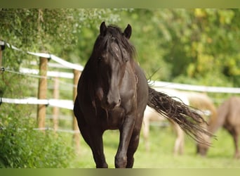 Kentucky Mountain Saddle Horse, Stute, 4 Jahre, 15 hh, Rappe