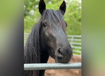 Kentucky Mountain Saddle Horse, Stute, 4 Jahre, 15 hh, Rappe