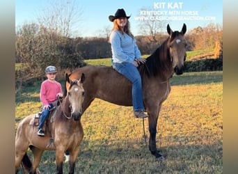 Kentucky Mountain Saddle Horse, Mare, 4 years, 15 hh, Buckskin