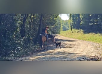 Kentucky Mountain Saddle Horse, Mare, 6 years, 15 hh, Buckskin